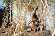 museum dhistoire naturelle blois 8-2025 2265